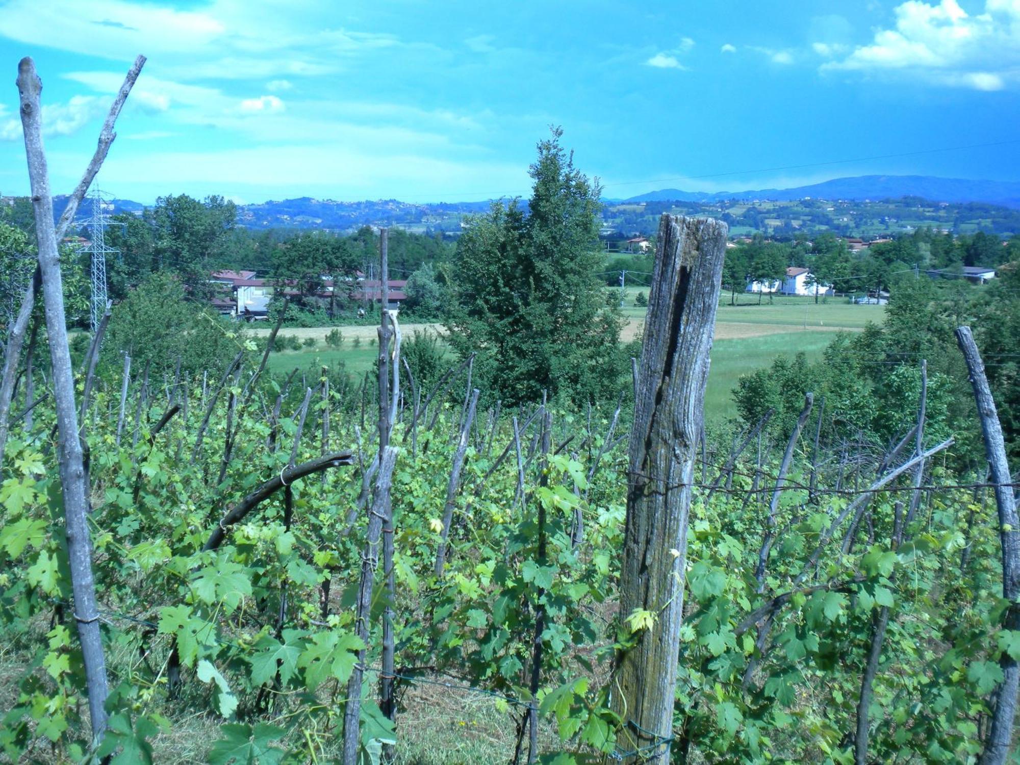 Agriturismo La Dimora Del Contadino Mondovi Ngoại thất bức ảnh